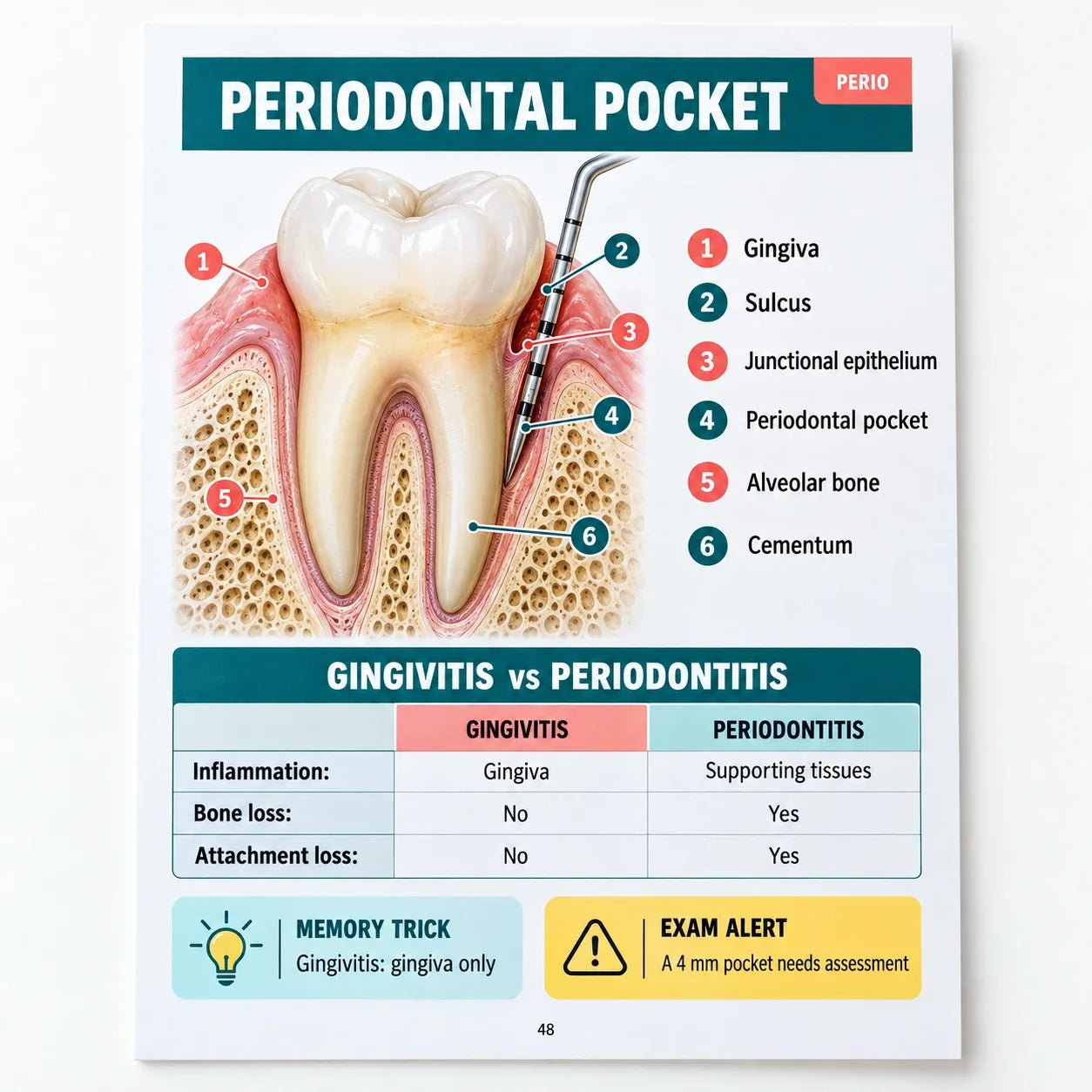 Periodontal pocket page: probing depth, clinical attachment level and gingival margin