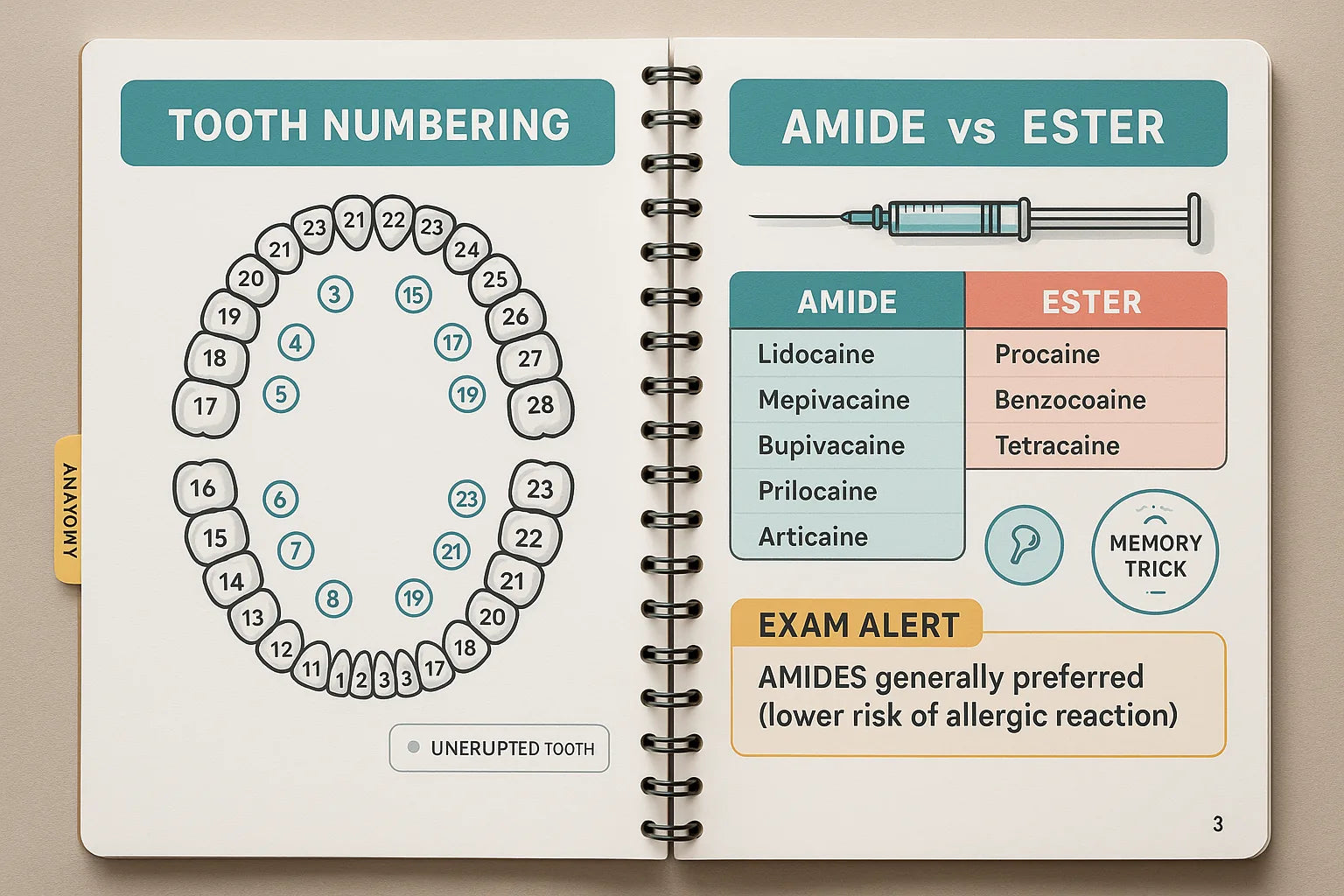 Open spread: tooth numbering systems with numbered illustration on the left, amide vs ester local anesthetics comparison chart with memory tricks on the right