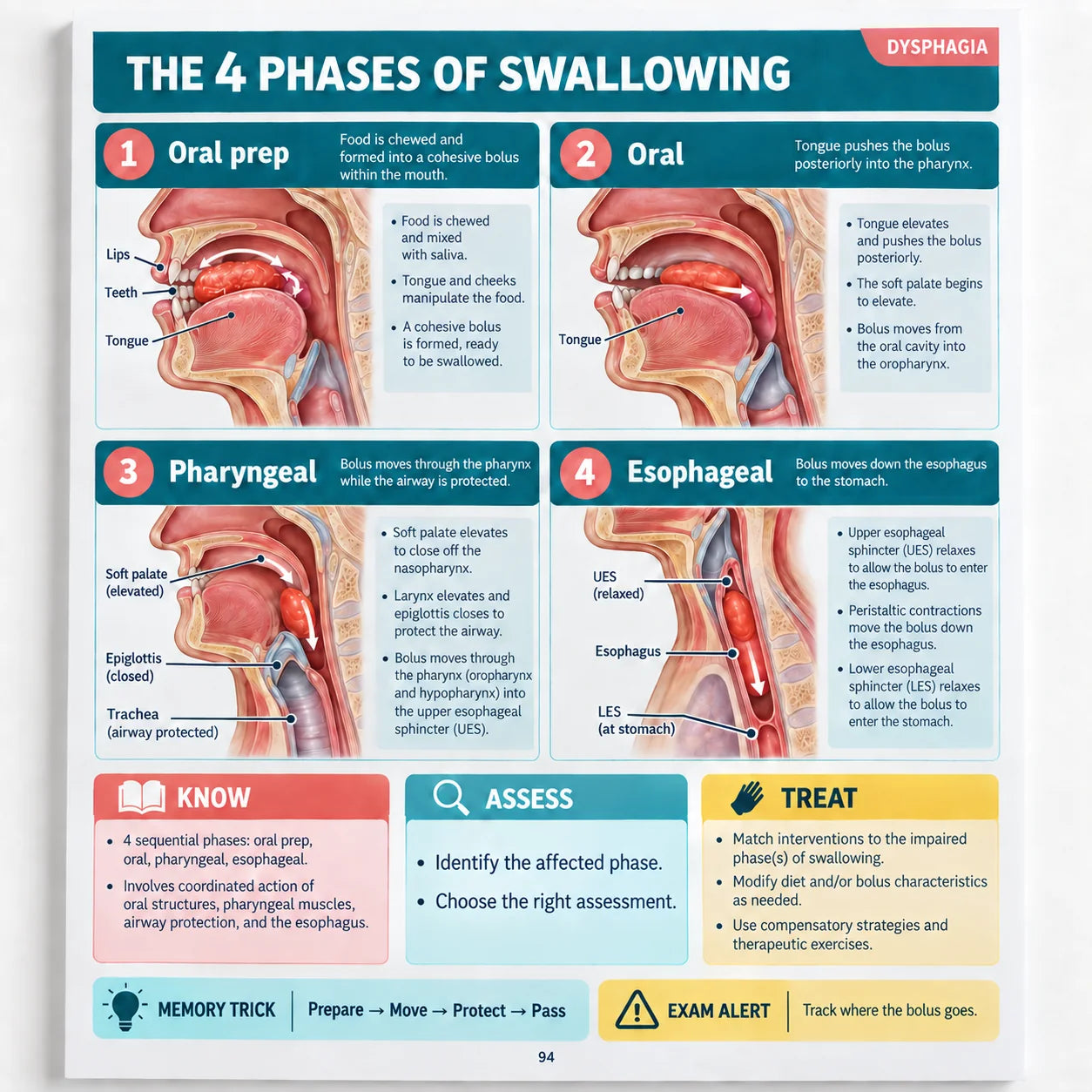 The four phases of swallowing page